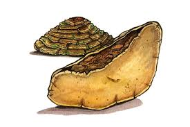 Attēlu rezultāti vaicājumam “Phellinus”