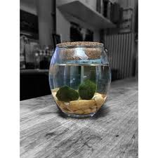 Imagini pentru Cladophora aegagropila