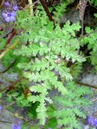 Attēlu rezultāti vaicājumam “Phacelia tanacetifolia leaf”