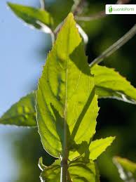 Attēlu rezultāti vaicājumam “Epilobium montanum leaf”