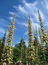 Image result for Digitalis ferruginea