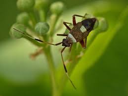 Attēlu rezultāti vaicājumam “Closterotomus biclavatus”