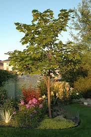 Attēlu rezultāti vaicājumam “Catalpa ovata”