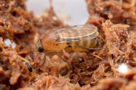 Attēlu rezultāti vaicājumam “Phoridae”