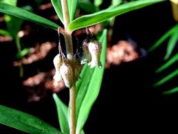 Attēlu rezultāti vaicājumam “Polygonatum verticillatum”