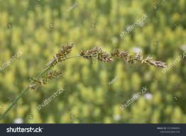 Attēlu rezultāti vaicājumam “Carex appropinquata”