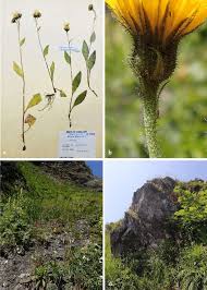 Attēlu rezultāti vaicājumam “Hieracium”