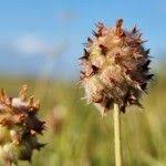 Attēlu rezultāti vaicājumam “Trifolium fragiferum fruit”