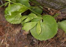 Attēlu rezultāti vaicājumam “Ranunculus elatior leaf”