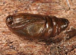 Attēlu rezultāti vaicājumam “Alsophila aescularia”