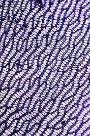 Attēlu rezultāti vaicājumam “Sphagnum centrale sporophyte”