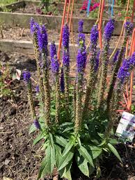 Attēlu rezultāti vaicājumam “Veronica spicata fruit”