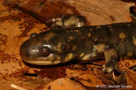 Attēlu rezultāti vaicājumam “Diderma tigrinum stalked”