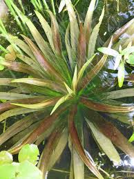 Attēlu rezultāti vaicājumam “Stratiotes aloides”