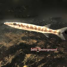 Image result for Sphyraena barracuda