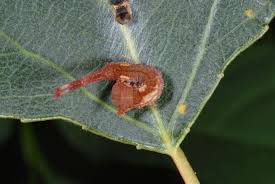 Attēlu rezultāti vaicājumam “Cerura vinula larva”