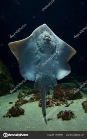 Image result for Raja clavata