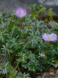 Attēlu rezultāti vaicājumam “Geraniaceae”
