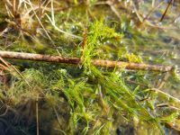 Attēlu rezultāti vaicājumam “Chara globularis”