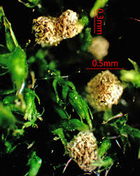 Attēlu rezultāti vaicājumam “Physarum decipiens spores”