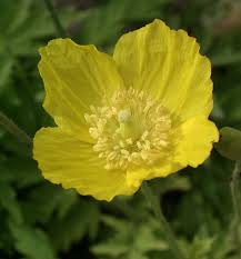 Image result for Scheinmohn