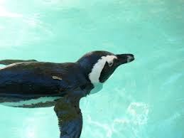 Image result for Spheniscus demersus