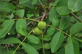 Attēlu rezultāti vaicājumam “Juglans regia”