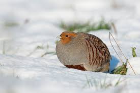 Attēlu rezultāti vaicājumam “Perdix perdix adult”