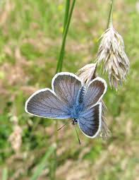 Attēlu rezultāti vaicājumam “Plebejus argus male”