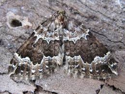 Attēlu rezultāti vaicājumam “Lampropteryx suffumata”