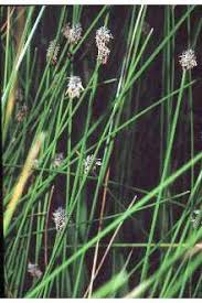 Attēlu rezultāti vaicājumam “Eleocharis palustris”