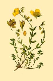 Attēlu rezultāti vaicājumam “Helianthemum nummularium”