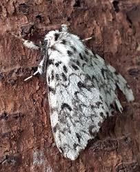 Attēlu rezultāti vaicājumam “Lymantria monacha”