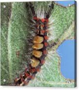 Attēlu rezultāti vaicājumam “Orgyia antiqua imago”