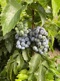 Attēlu rezultāti vaicājumam “Mahonia aquifolium”