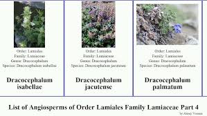 Attēlu rezultāti vaicājumam “Dracocephalum ruyschiana fruit”