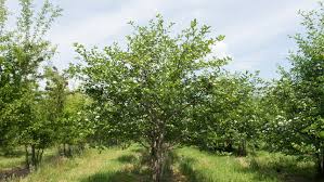 Attēlu rezultāti vaicājumam “Crataegus persimilis”