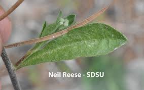 Attēlu rezultāti vaicājumam “Berteroa incana leaf”