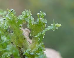 Attēlu rezultāti vaicājumam “Blasia pusilla”