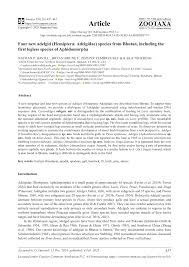 Attēlu rezultāti vaicājumam “Sacchiphantes abietis exuvia”