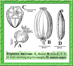 Attēlu rezultāti vaicājumam “Juncaginaceae”