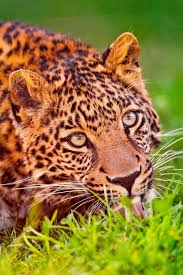 Attēlu rezultāti vaicājumam “Lycogala leopardinum young”