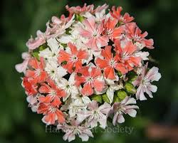 Attēlu rezultāti vaicājumam “Silene chalcedonica flower”