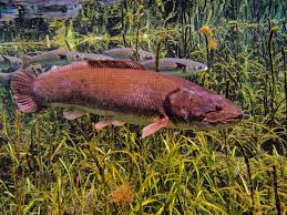 Image result for Amia calva