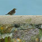 Image result for Anthus gustavi