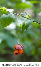 Attēlu rezultāti vaicājumam “Euonymus verrucosus fruit”