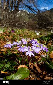 Attēlu rezultāti vaicājumam “Hepatica nobilis flower”
