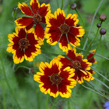 Image result for Coreopsis