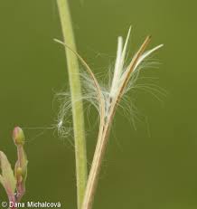 Attēlu rezultāti vaicājumam “Epilobium montanum”