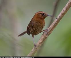 Attēlu rezultāti vaicājumam “Troglodytes troglodytes”